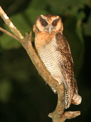 BIRD - OWL - BROWN WOOD-OWL - STRIX LEPTOGRAMMICA - TABIN WILDLIFE RESERVE BORNEO (9).JPG