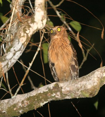 BIRD - OWL - BUFFY FISH OWL - KINABATANGAN RIVER BORNEO (3).JPG