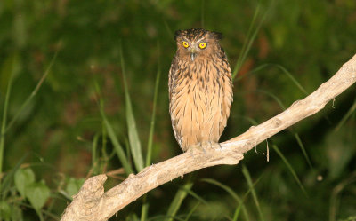 BIRD - OWL - BUFFY FISH OWL - KINABATANGAN RIVER BORNEO (6).JPG