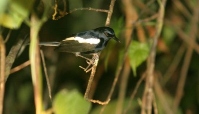 BIRD - ROBIN - MAGPIE ROBIN - TABIN WILDLIFE RESERVE BORNEO (2).JPG