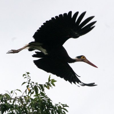 BIRD - STORK - STORM'S STORK - KINABATANGAN RIVER BORNEO (22).jpg