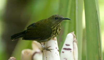 BIRD - SUNBIRD - PURPLE-NAPED SUNBIRD - HYPOGRAMMA HYPOGRAMMICUM - TABIN WILDLIFE RESERVE BORNEO.JPG