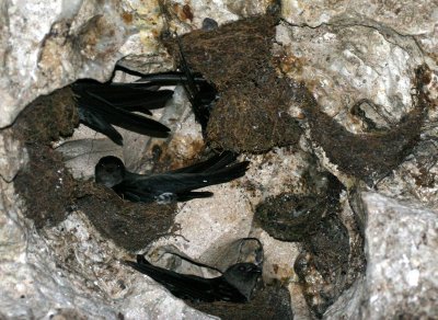 BIRD - SWIFTLET - BLACK NEST SWIFTLET - COLLOCALIA MAXIMA - KINABATANGAN RIVER BORNEO  (12).JPG