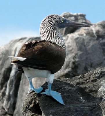 BIRD - BOOBY - BLUE-FOOTED BOOBY - SEA OF CORTEZ MEXICO.jpg