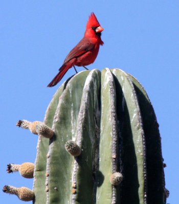 BIRD - CARDINAL - NORTHERN CARDINAL - ISLA SANTA CATALINA BAJA MEXIO (15).JPG