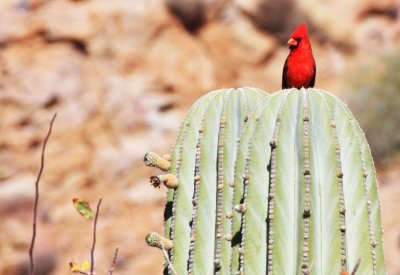 BIRD - CARDINAL - NORTHERN CARDINAL - ISLA SANTA CATALINA BAJA MEXIO (7).JPG