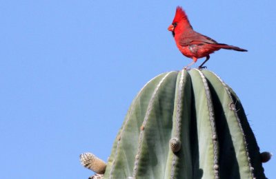 BIRD - CARDINAL - NORTHERN CARDINAL - ISLA SANTA CATALINA BAJA MEXIO (8).JPG