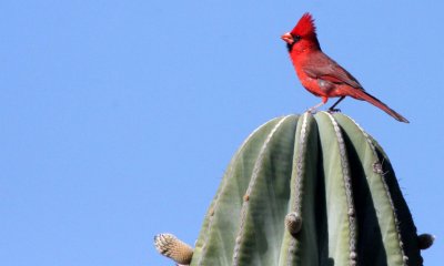 BIRD - CARDINAL - NORTHERN CARDINAL - ISLA SANTA CATALINA BAJA MEXIO (9).JPG