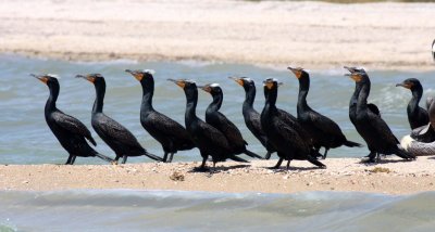 BIRD - CORMORANT - DOUBLE-CRESTED CORMORANT - SAN IGNACIO LAGOON BAJA MEXICO (13).JPG