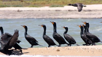 BIRD - CORMORANT - DOUBLE-CRESTED CORMORANT - SAN IGNACIO LAGOON BAJA MEXICO (19).JPG