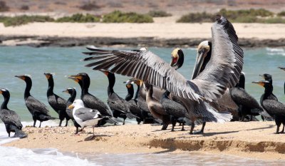 BIRD - CORMORANT - DOUBLE-CRESTED CORMORANT WITH BROWN PELICANS - SAN IGNACIO LAGOON BAJA MEXICO (12).JPG