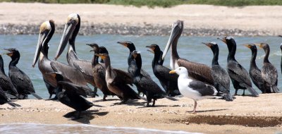 BIRD - CORMORANT - DOUBLE-CRESTED CORMORANT WITH BROWN PELICANS - SAN IGNACIO LAGOON BAJA MEXICO (6).JPG