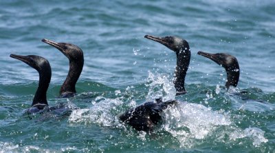 BIRD - CORMORANT - PELAGIC CORMORANT - WITH SOME BRANDT'S CORMORANT - SAN IGNACIO LAGOON BAJA MEXICO (16).JPG