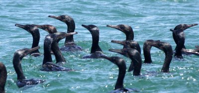 BIRD - CORMORANT - PELAGIC CORMORANT - WITH SOME BRANDT'S CORMORANT - SAN IGNACIO LAGOON BAJA MEXICO (9).JPG