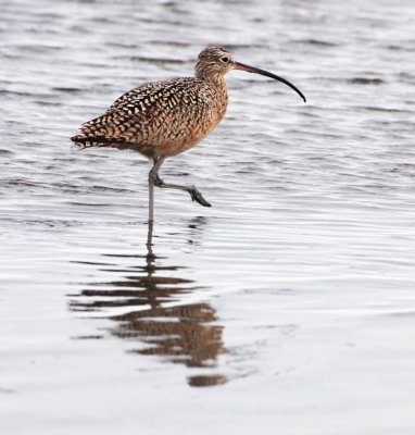 BIRD - CURLEW - LONG-BILLED CURLEW - SAN IGNACIO LAGOON BAJA MEXICO (12).JPG