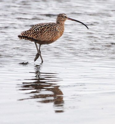 BIRD - CURLEW - LONG-BILLED CURLEW - SAN IGNACIO LAGOON BAJA MEXICO (13).JPG