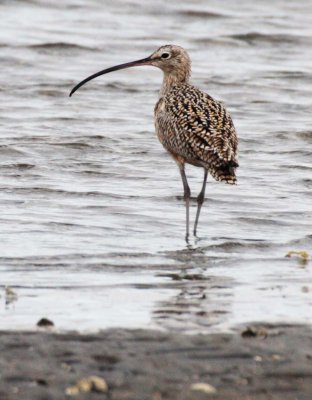 BIRD - CURLEW - LONG-BILLED CURLEW - SAN IGNACIO LAGOON BAJA MEXICO (2).JPG