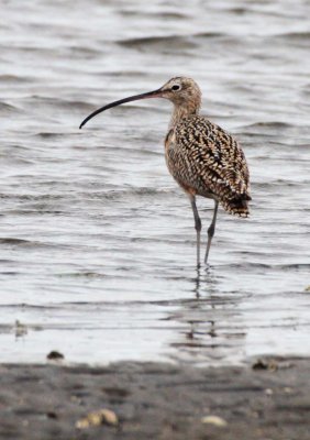 BIRD - CURLEW - LONG-BILLED CURLEW - SAN IGNACIO LAGOON BAJA MEXICO (4).JPG