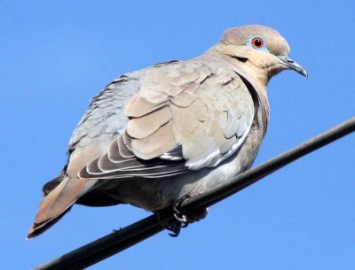 BIRD - DOVE - WHITE-WINGED DOVE - ZENAIDA ASIATICA - LORETO BAJA MEXICO (2).JPG