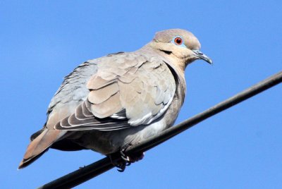 BIRD - DOVE - WHITE-WINGED DOVE - ZENAIDA ASIATICA - LORETO BAJA MEXICO (3).JPG