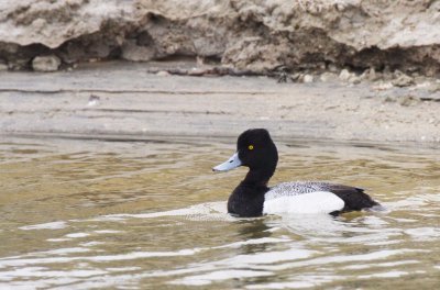 BIRD - DUCK - SCAUP - LESSER SCAUP - OJO DE LIEBRE LAGOONS BAJA MEXICO (7).JPG