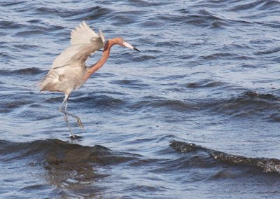 BIRD - EGRET - REDDISH EGRET - SAN IGNACIO LAGOON BAJA MEXICO (23).JPG