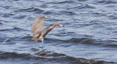 BIRD - EGRET - REDDISH EGRET - SAN IGNACIO LAGOON BAJA MEXICO (24).JPG