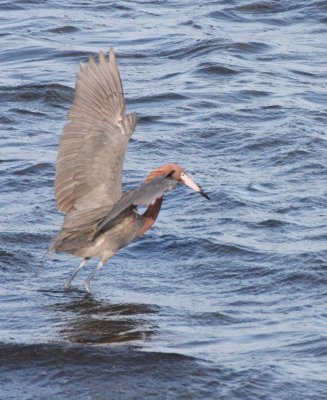 BIRD - EGRET - REDDISH EGRET - SAN IGNACIO LAGOON BAJA MEXICO (28).JPG