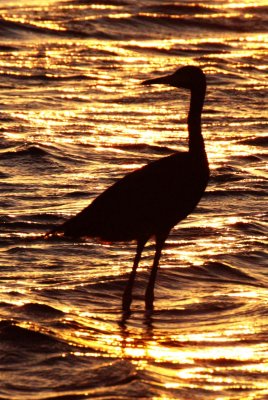 BIRD - EGRET - REDDISH EGRET - SAN IGNACIO LAGOON BAJA MEXICO (3).JPG