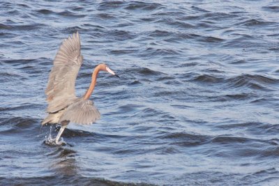 BIRD - EGRET - REDDISH EGRET - SAN IGNACIO LAGOON BAJA MEXICO (36).JPG