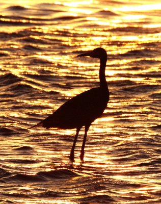 BIRD - EGRET - REDDISH EGRET - SAN IGNACIO LAGOON BAJA MEXICO (4).JPG