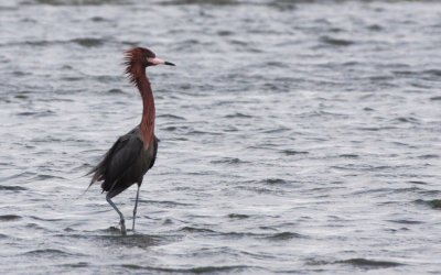 BIRD - EGRET - REDDISH EGRET - SAN IGNACIO LAGOON BAJA MEXICO (46).JPG