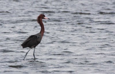 BIRD - EGRET - REDDISH EGRET - SAN IGNACIO LAGOON BAJA MEXICO (47).JPG