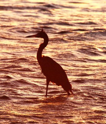 BIRD - EGRET - REDDISH EGRET - SAN IGNACIO LAGOON BAJA MEXICO.jpg