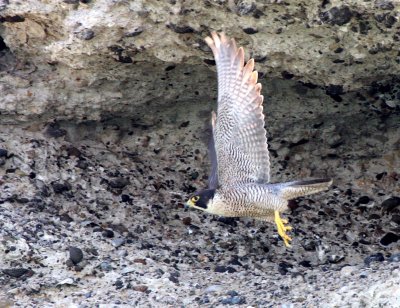 BIRD - FALCON - PERIGRINE FALCON - SAN IGNACIO LAGOON BAJA MEXICO (20).JPG