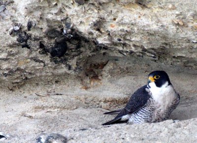 BIRD - FALCON - PERIGRINE FALCON - SAN IGNACIO LAGOON BAJA MEXICO (35).JPG