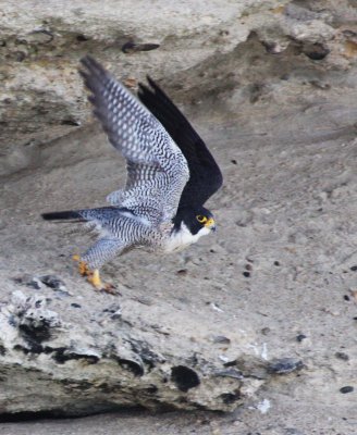 BIRD - FALCON - PERIGRINE FALCON - SAN IGNACIO LAGOON BAJA MEXICO (4).JPG