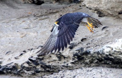 BIRD - FALCON - PERIGRINE FALCON - SAN IGNACIO LAGOON BAJA MEXICO (40).JPG