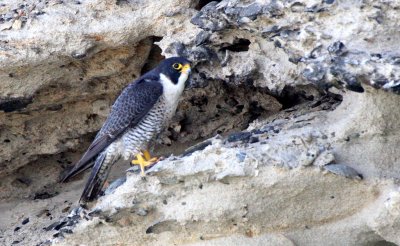 BIRD - FALCON - PERIGRINE FALCON - SAN IGNACIO LAGOON BAJA MEXICO (41).JPG