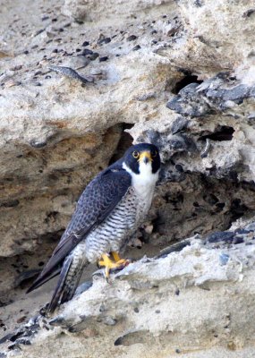 BIRD - FALCON - PERIGRINE FALCON - SAN IGNACIO LAGOON BAJA MEXICO (43).JPG