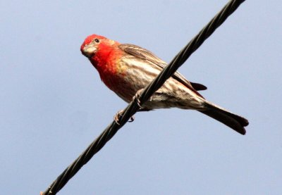 BIRD - FINCH - HOUSE FINCH - CARPODACUS MEXICANUS - LORETO BAJA MEXICO (4).JPG