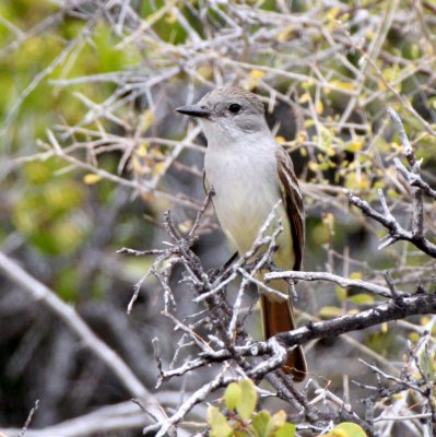 BIRD - FLYCATCHER - ASH-THROATED FLYCATCHER - ISLA SANTA CATALINA BAJA MEXICO (7).JPG