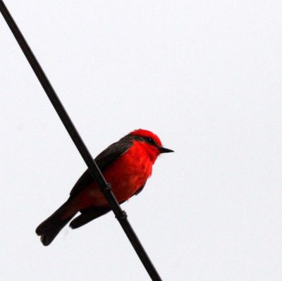 BIRD - FLYCATCHER - VERMILLION FLYCATCHER - SAN IGNACIO BAJA MEXICO  (6).JPG