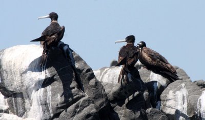 BIRD - FRIGATEBIRD - MAGNIFICENT FRIGATEBIRD - FEMALES - ISLA SANTA CATALINA BAJA MEXICO (9).JPG