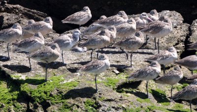 BIRD - GODWIT - MARBLED GODWIT - WILLETS - SAN IGNACIO LAGOON BAJA MEXICO (7).JPG