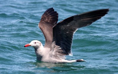 BIRD - GULL - HEERMAN'S GULL - SAN IGNACIO LAGOON BAJA MEXICO (7).JPG