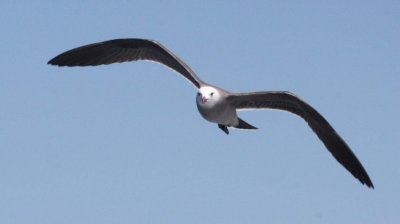 BIRD - GULL - HEERMANS GULL - BAHIA DE LORETO MEXICO (3).JPG