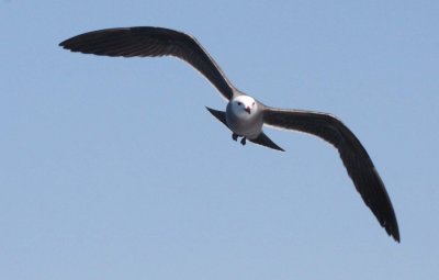 BIRD - GULL - HEERMANS GULL - BAHIA DE LORETO MEXICO.JPG