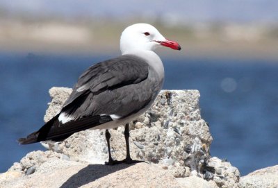 BIRD - GULL - HEERMANS GULL - BAHIA DE LOS ANGELES DESERT BAJA MEXICO (5).JPG