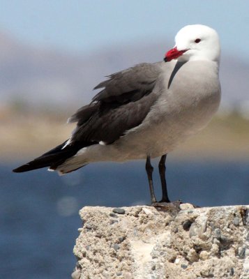 BIRD - GULL - HEERMANS GULL - BAHIA DE LOS ANGELES DESERT BAJA MEXICO (8).JPG